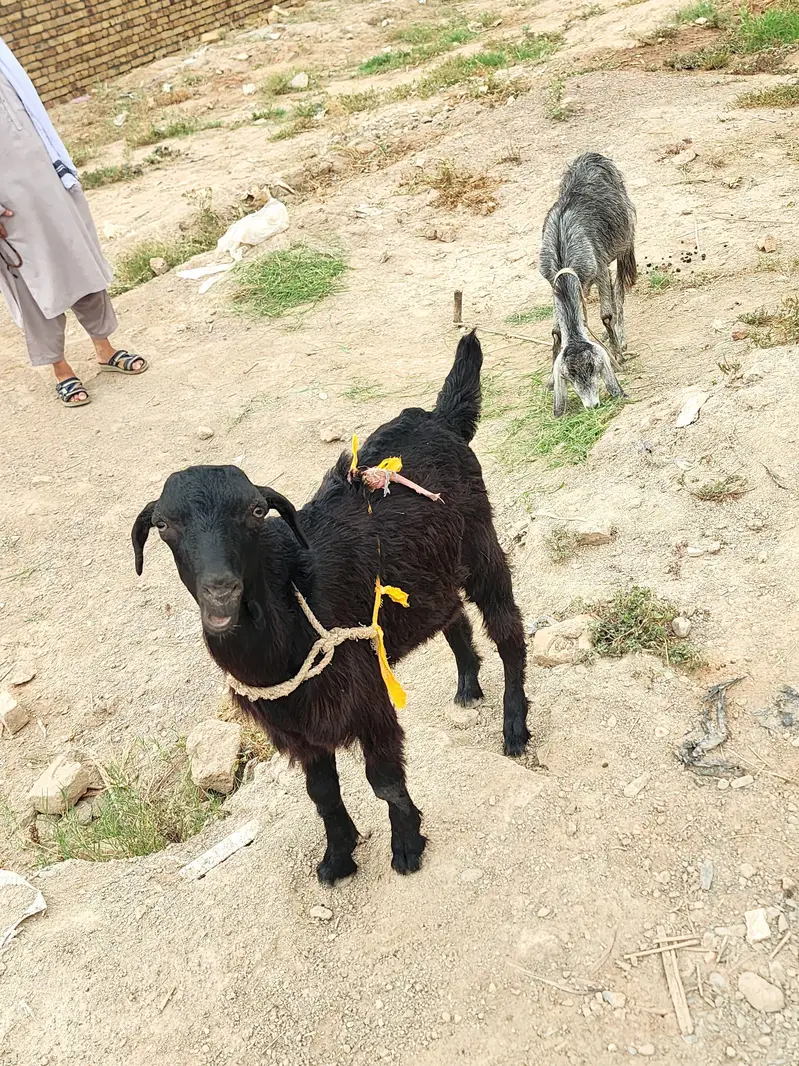 Goat for sale — photo 8