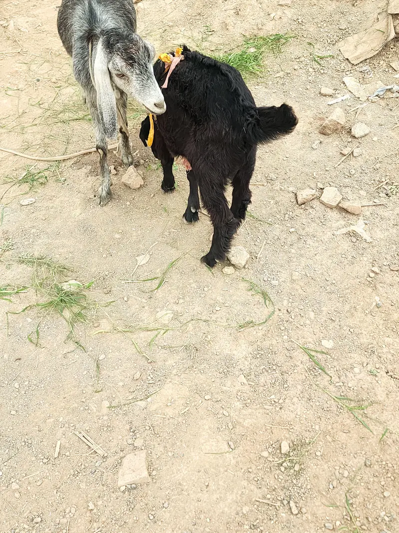 Goat for sale — photo 9