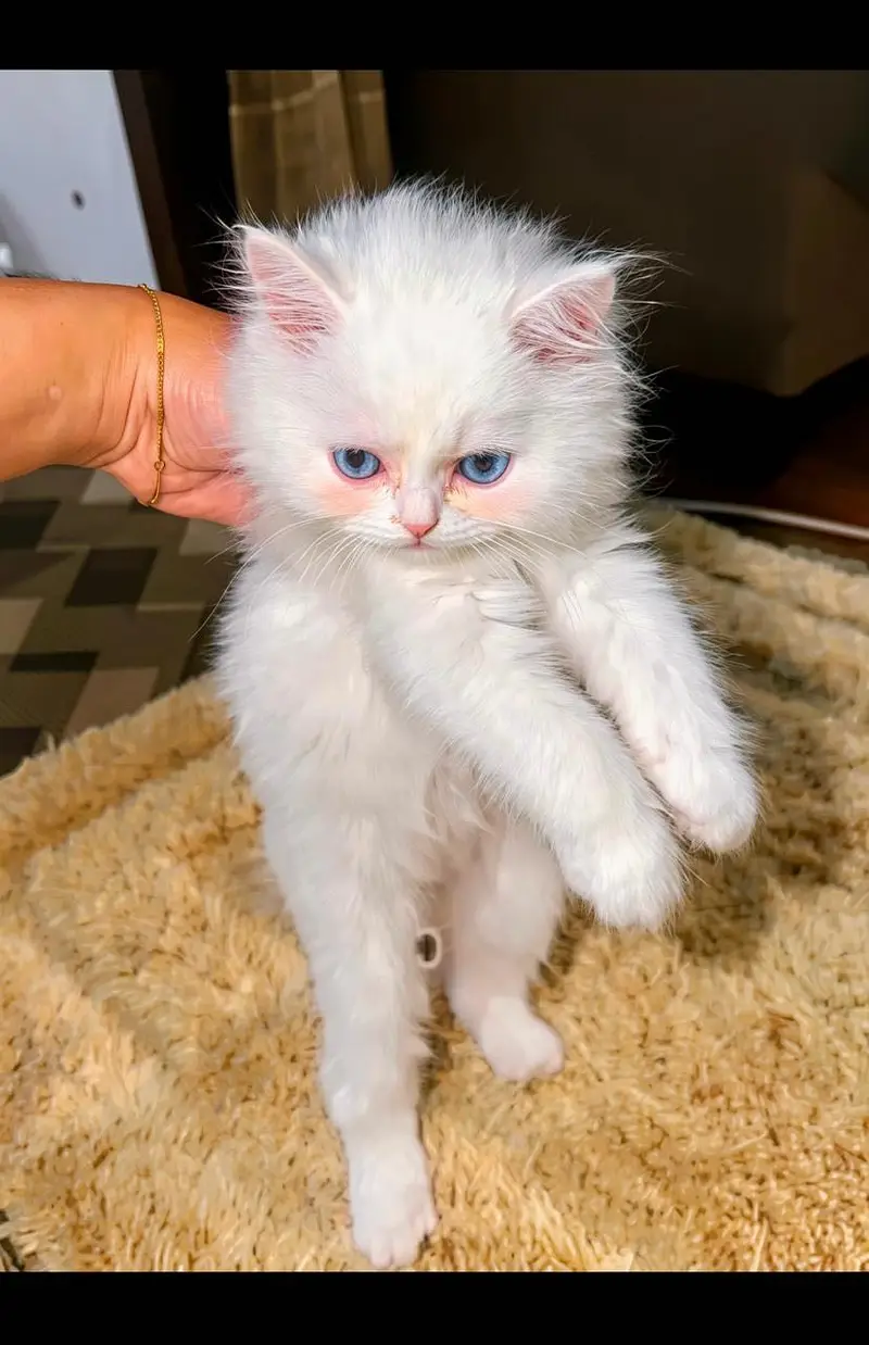 Pure white persian kitten — photo 2