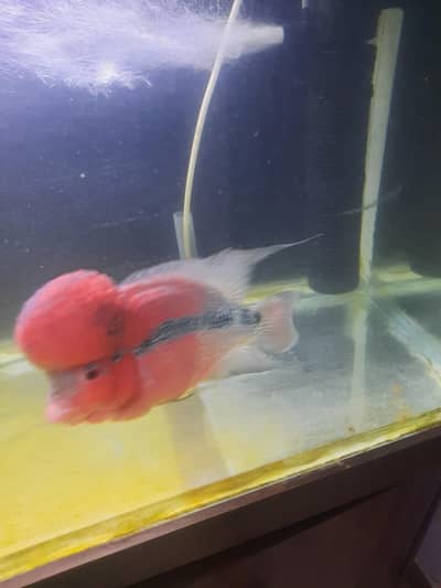Fish and aquarium