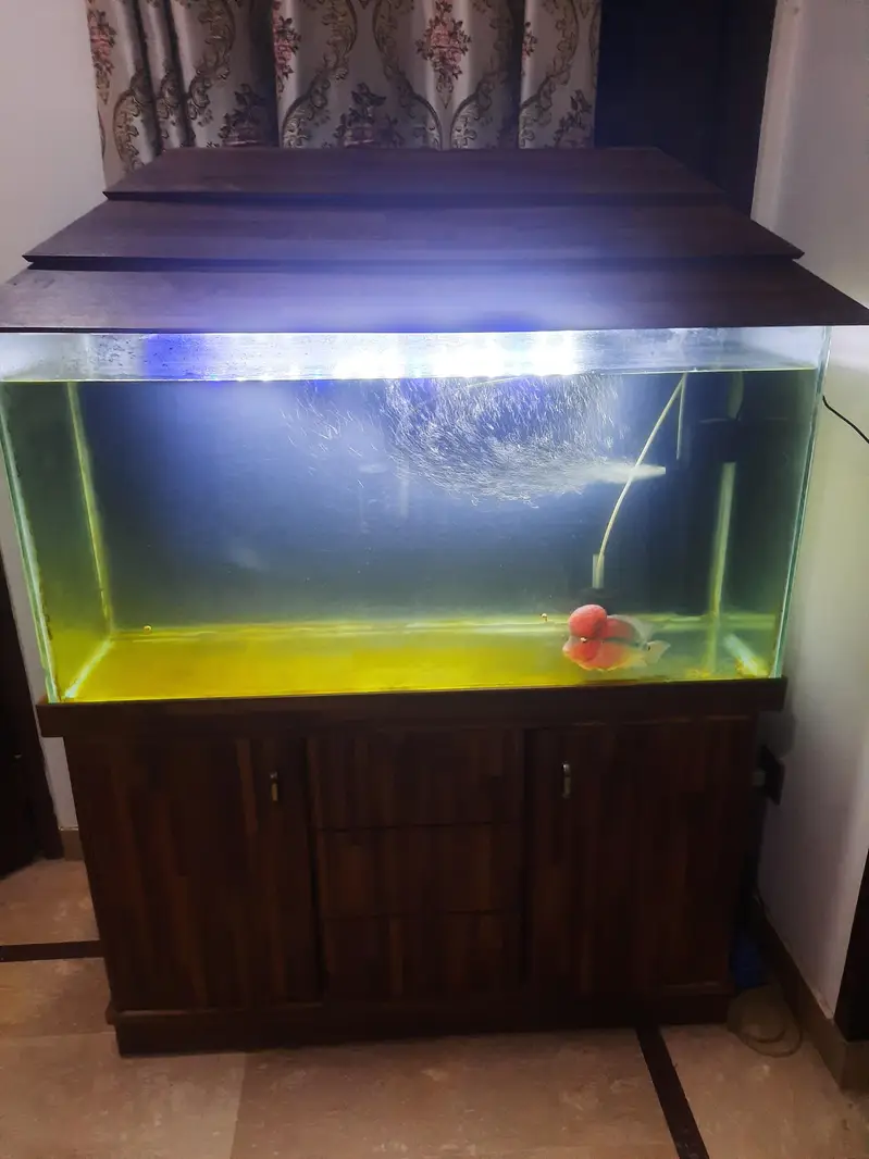 Fish and aquarium — photo 2