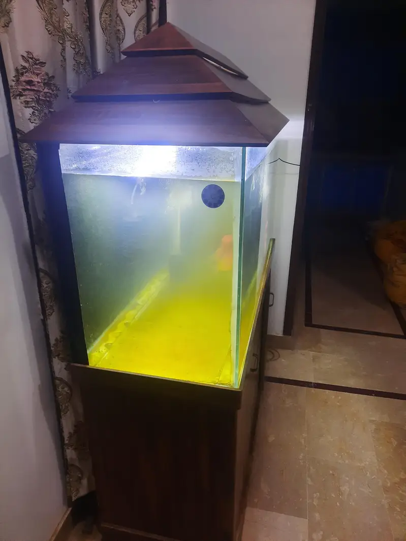 Fish and aquarium — photo 3