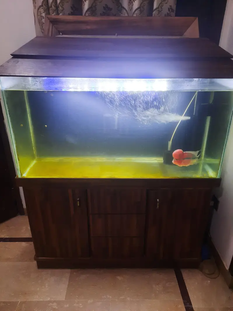 Fish and aquarium — photo 4