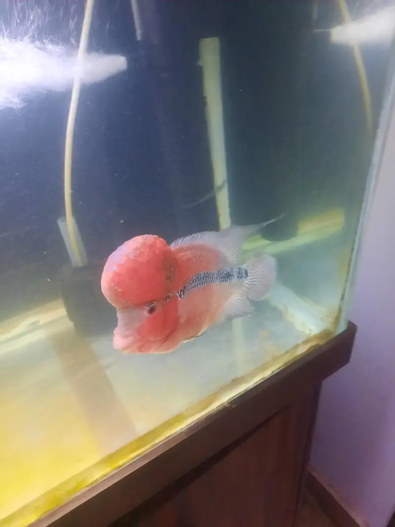 Fish and aquarium — photo 6