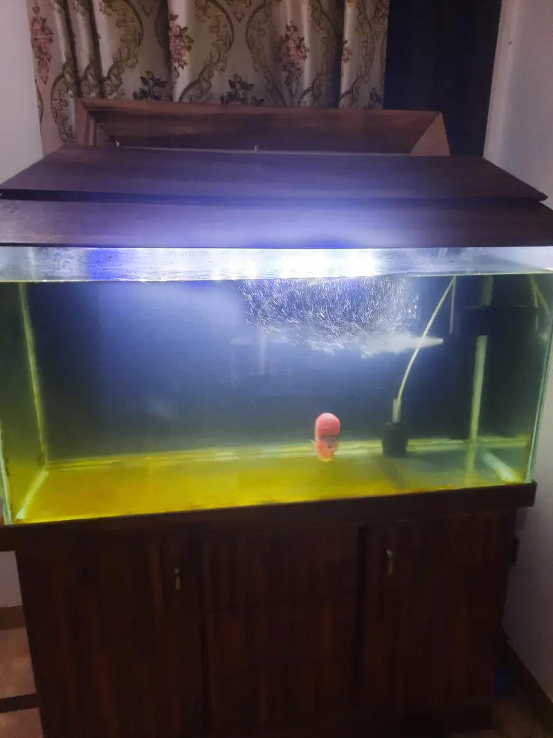 Fish and aquarium — photo 7