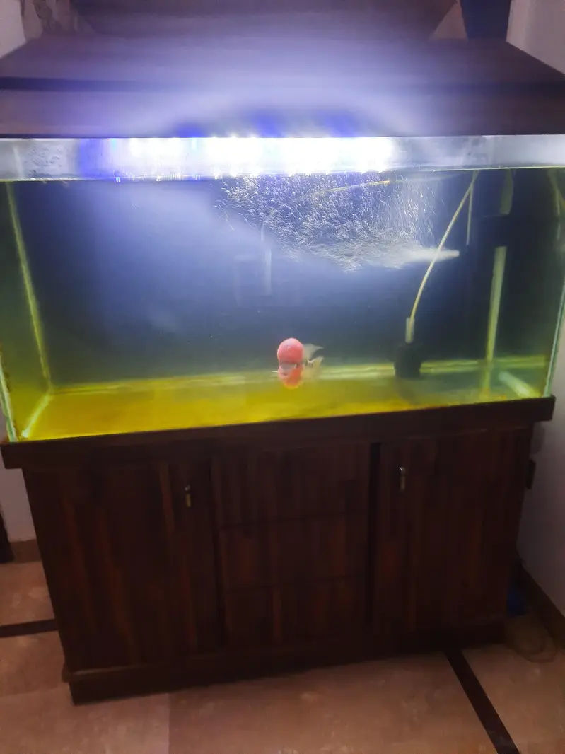Fish and aquarium — photo 8