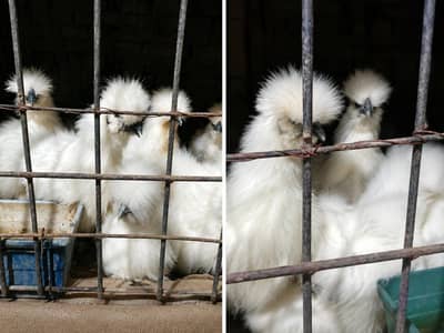 White Silkie Male Female for sale