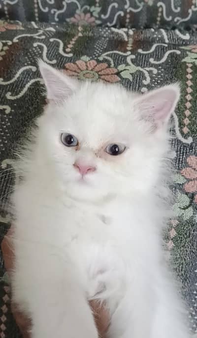 white perisan female kitten