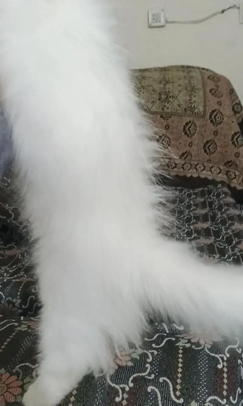 white perisan female kitten — photo 2