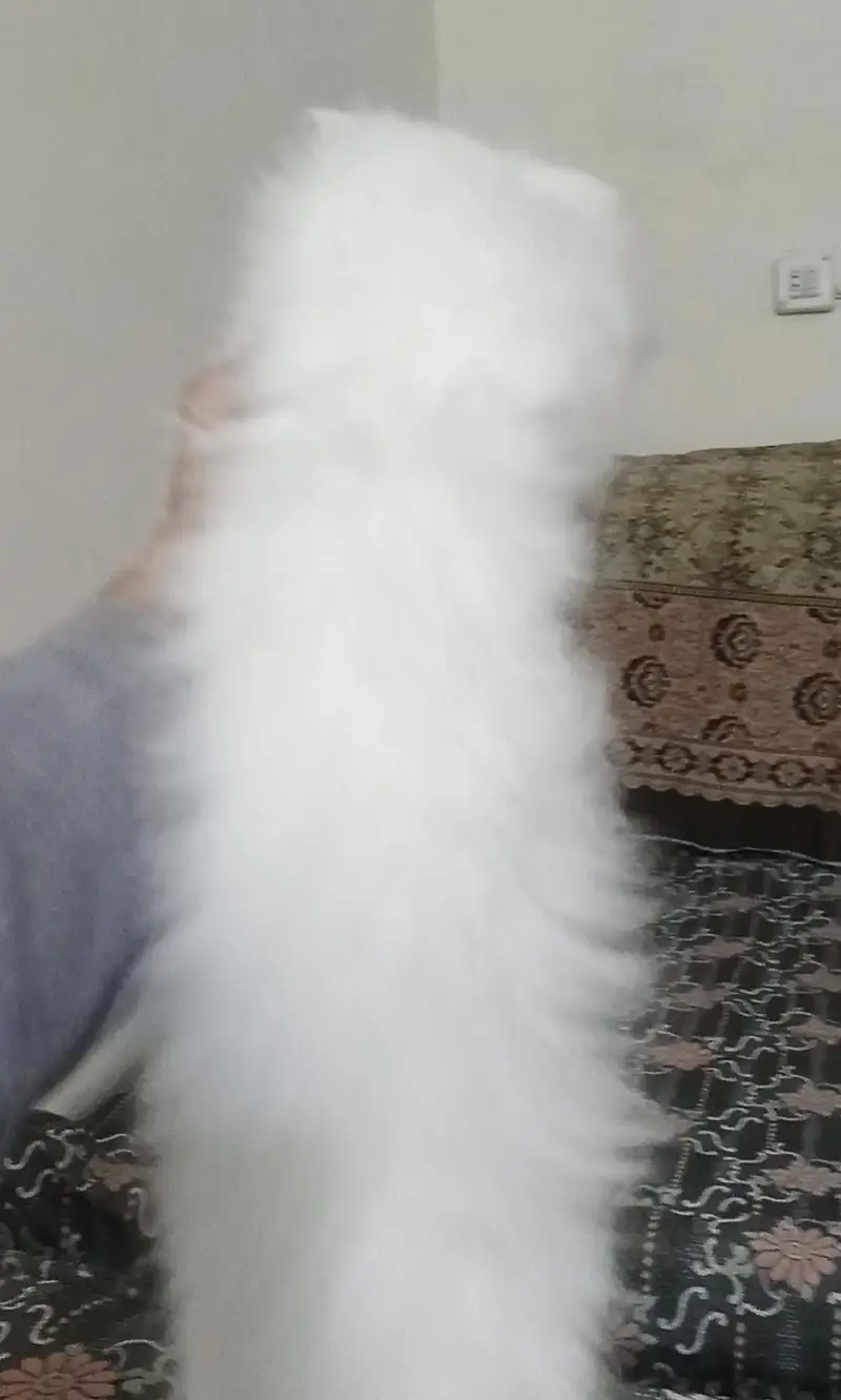 white perisan female kitten — photo 3