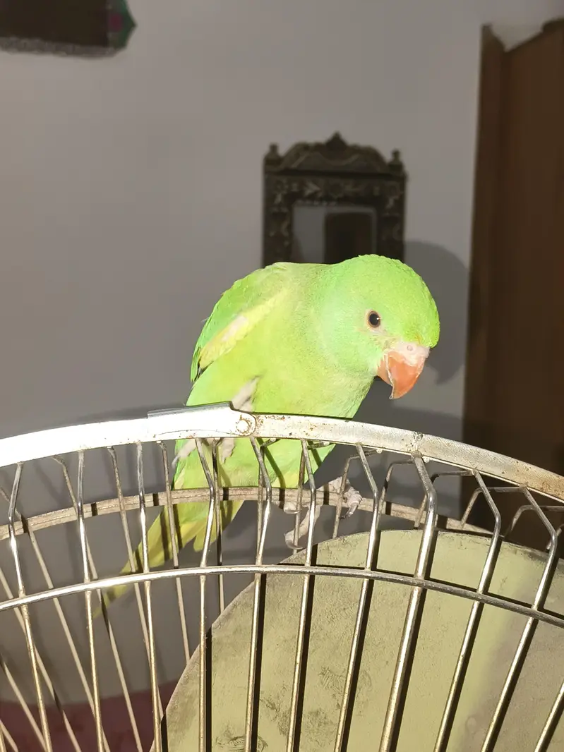 Ringneck