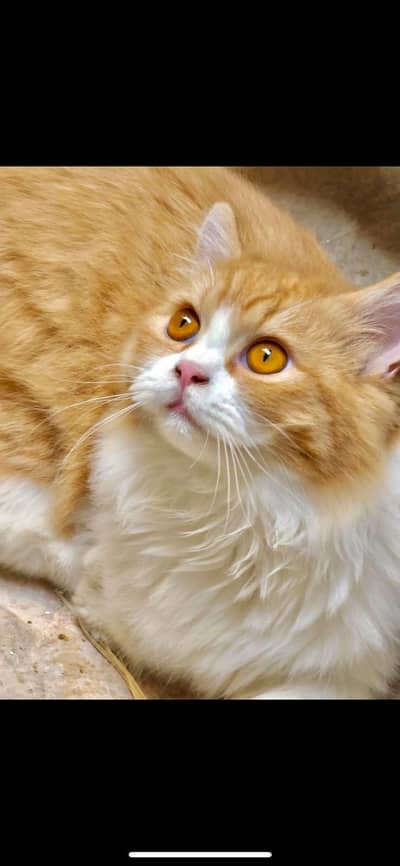 Persian cats pair for sale!!!