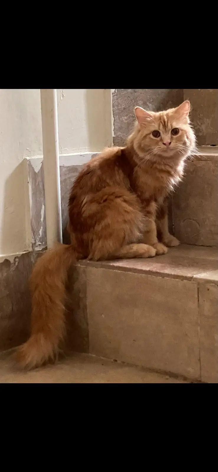 Persian cats pair for sale!!! — photo 2