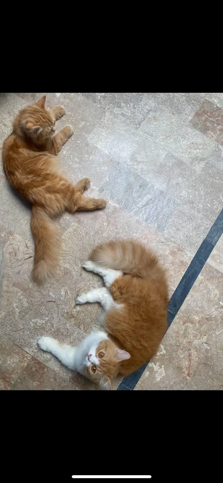 Persian cats pair for sale!!! — photo 3