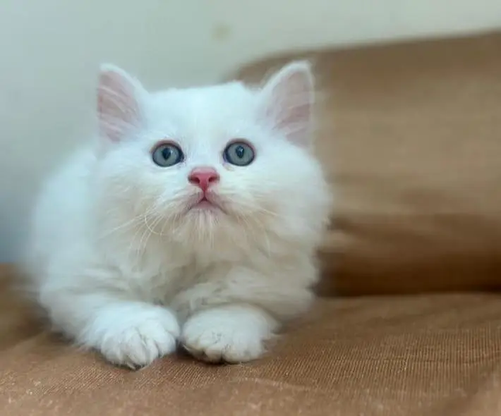 pure persian kittens (03375899344) — photo 2