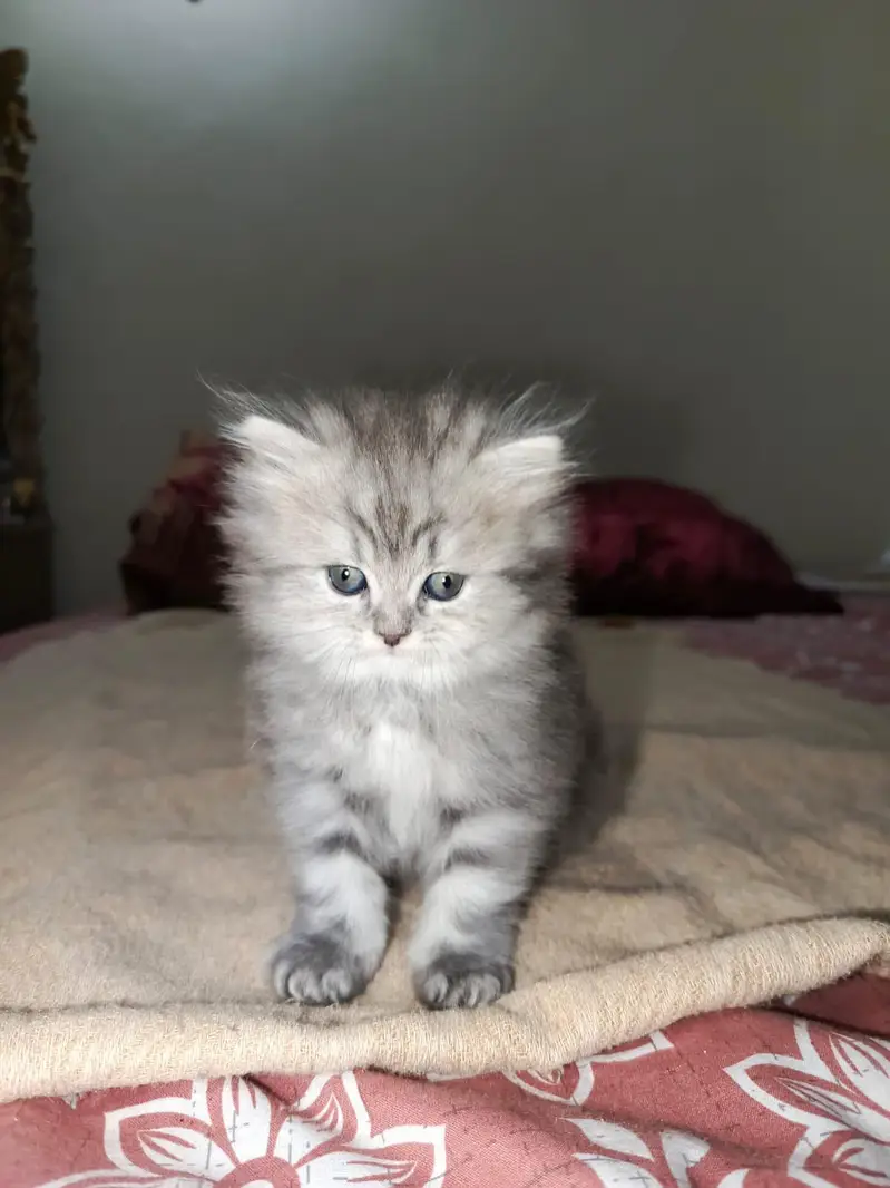 pure persian kittens (03375899344) — photo 3
