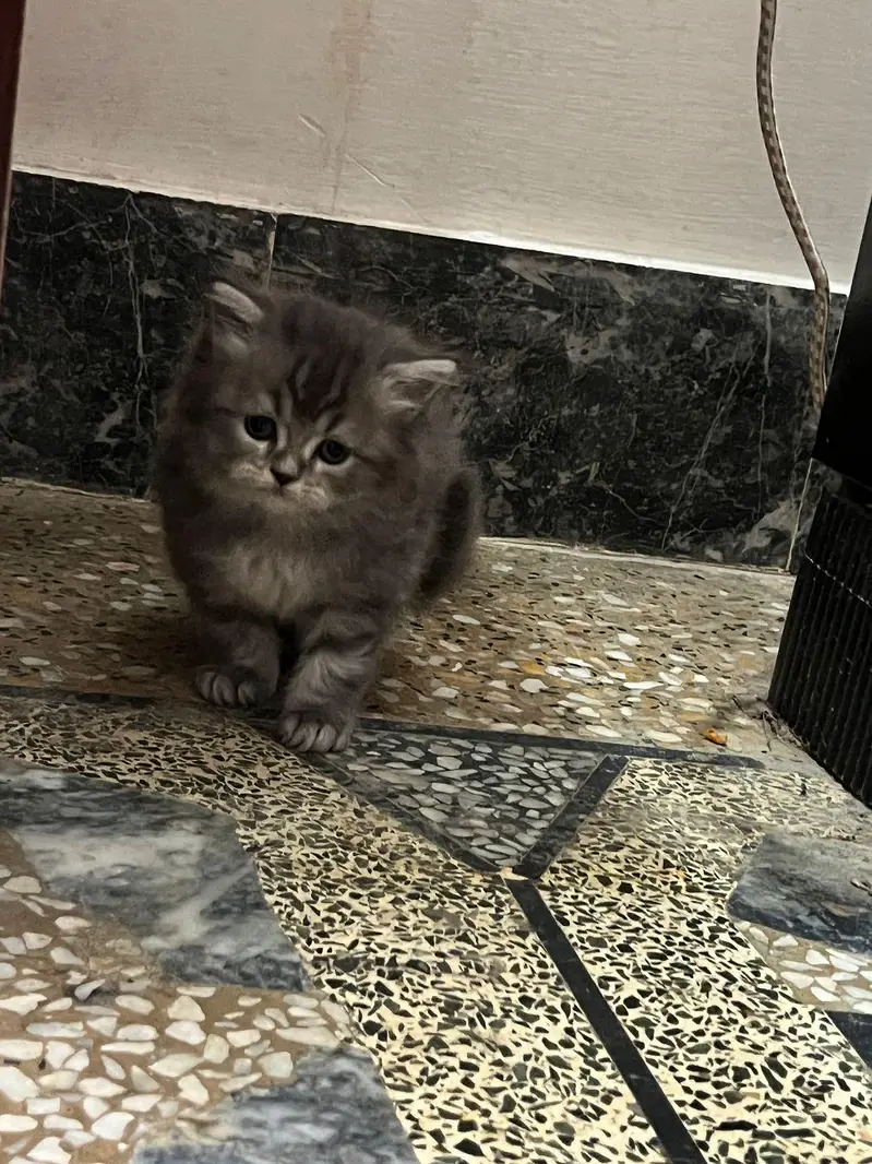 pure persian kittens (03375899344) — photo 4