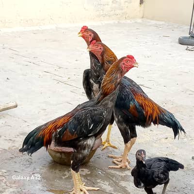 German O Shamo Breed (Pure) Age 07 Months A+ Quality Birds