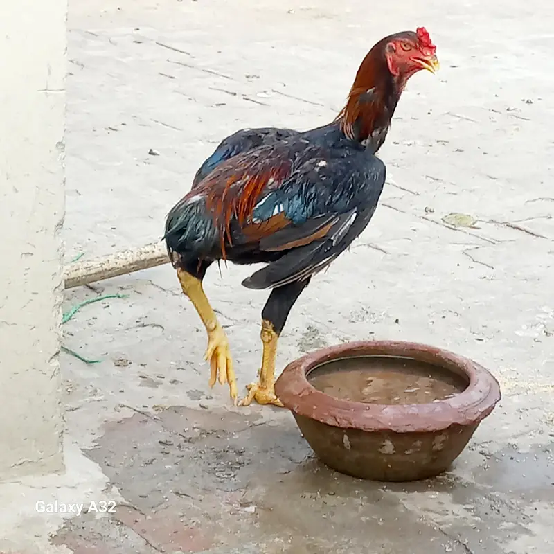 German O Shamo Breed (Pure) Age 07 Months A+ Quality Birds — photo 2