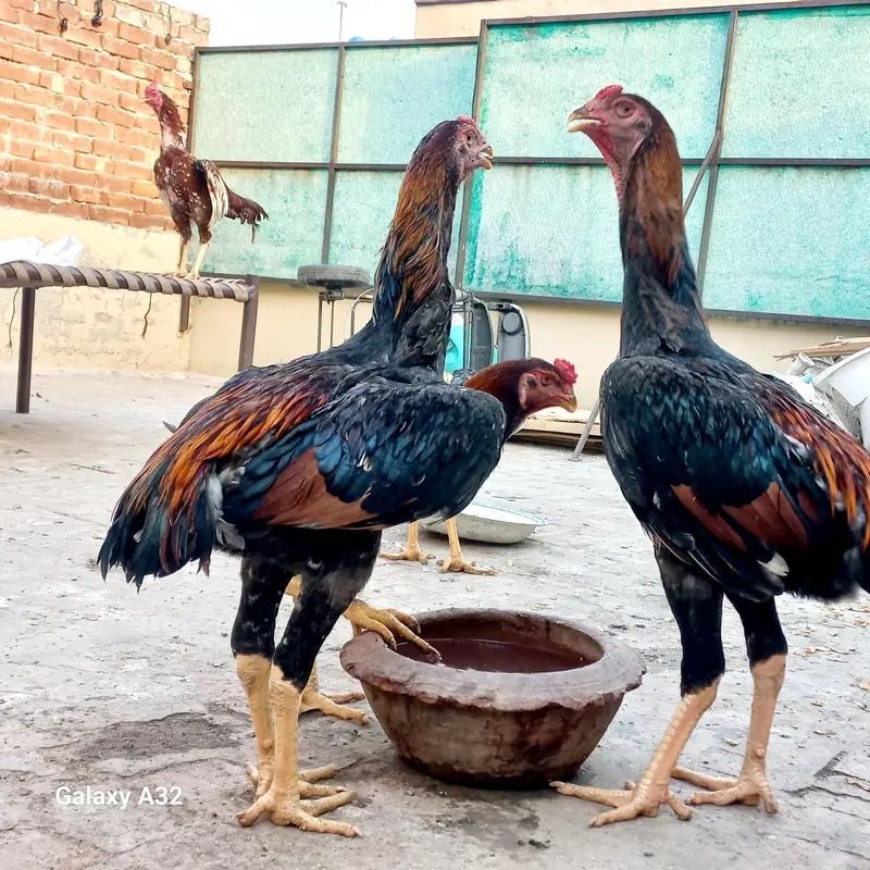 German O Shamo Breed (Pure) Age 07 Months A+ Quality Birds — photo 3