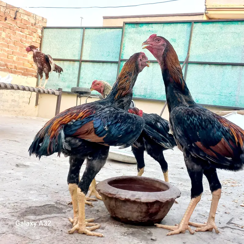 German O Shamo Breed (Pure) Age 07 Months A+ Quality Birds — photo 4