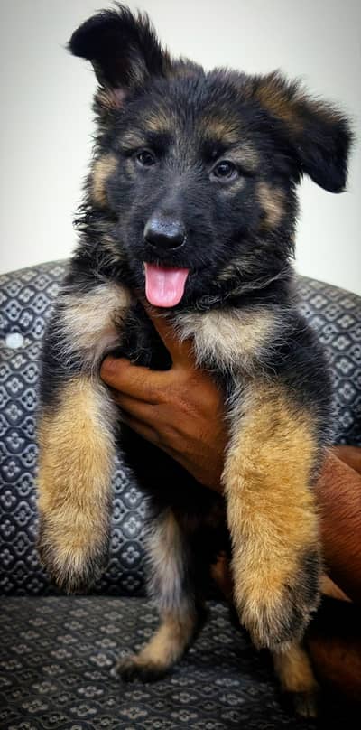 Healthy Female German Shepherd Long Coat Puppy for Sale
