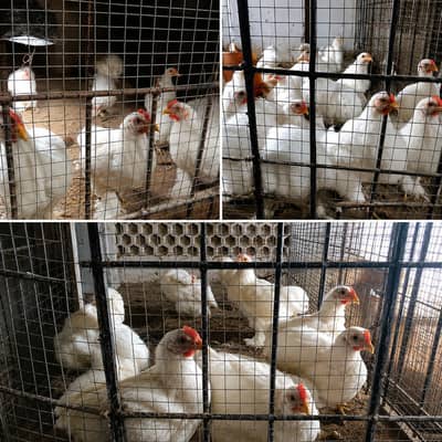 White Bantam Chickens for Sale