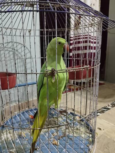 Green Ringneck female