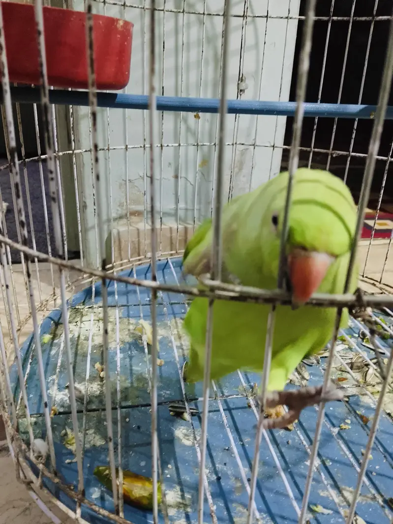 Green Ringneck female — photo 2
