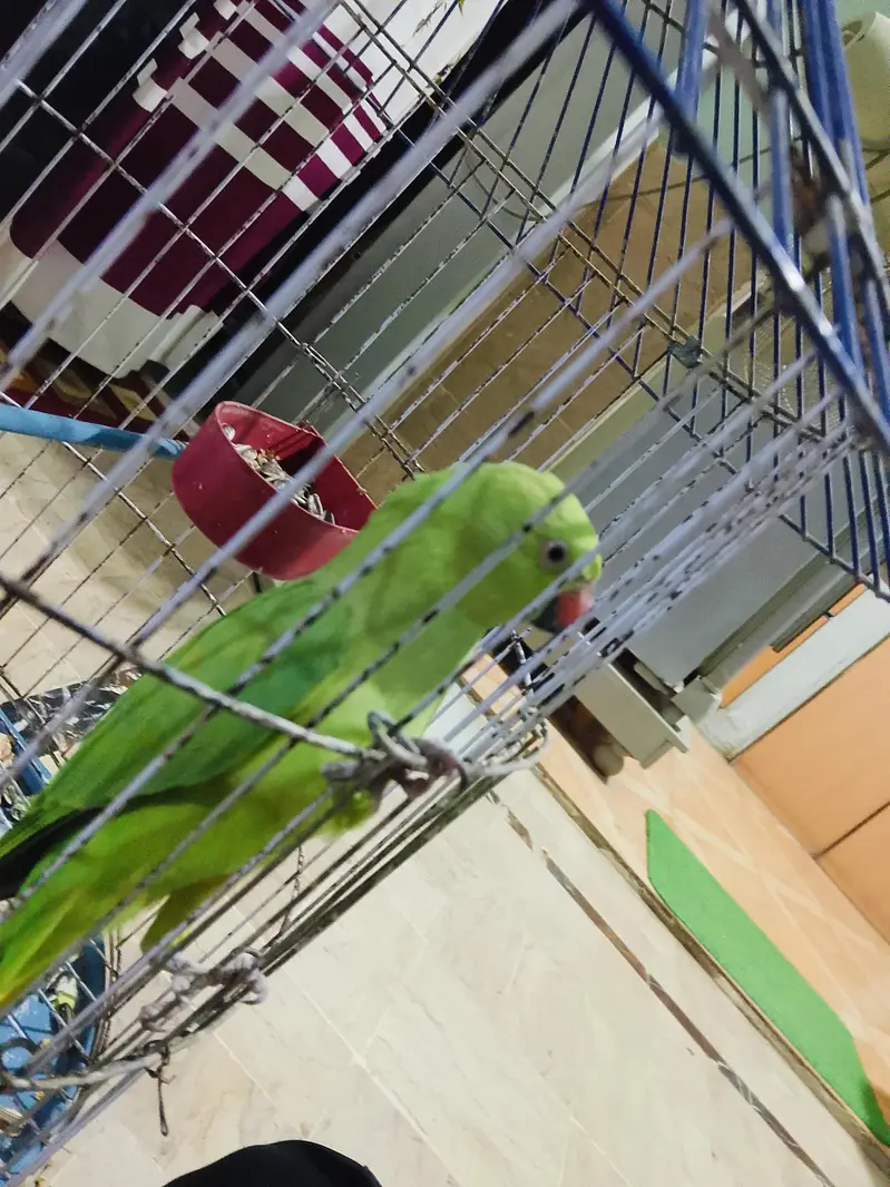 Green Ringneck female — photo 3