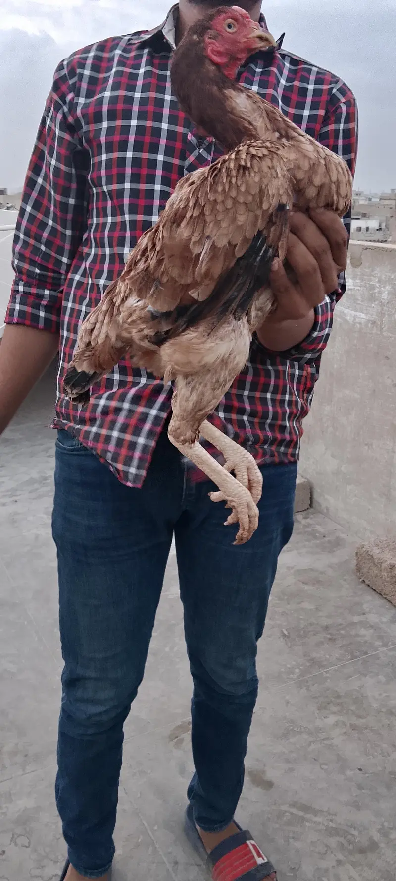Old blood line breeder pair or 2 phaty price alag Hien 03435602841 — photo 3