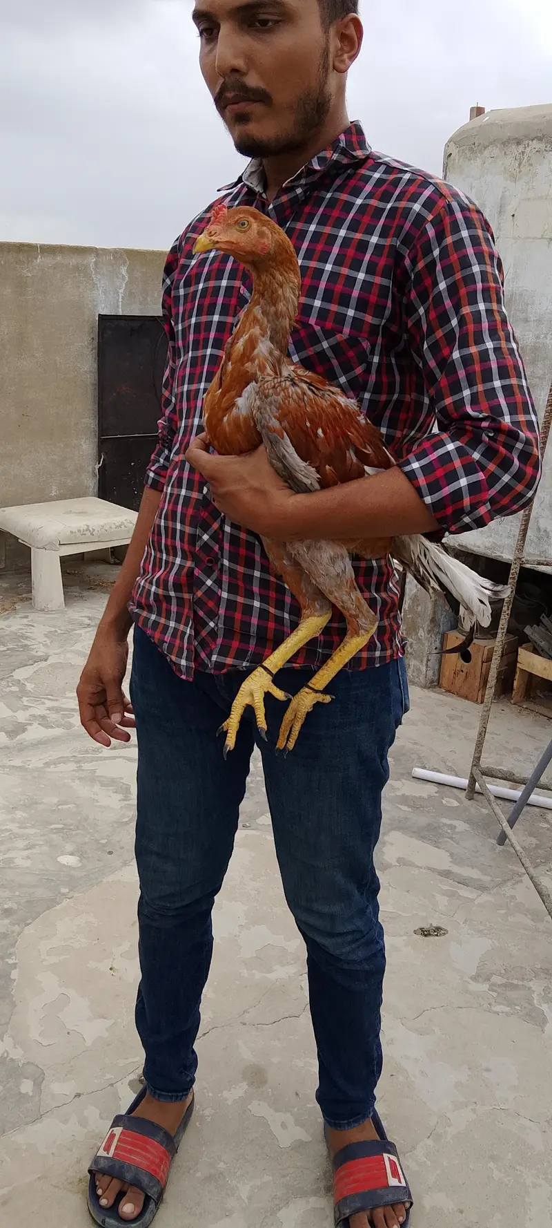 Old blood line breeder pair or 2 phaty price alag Hien 03435602841 — photo 8