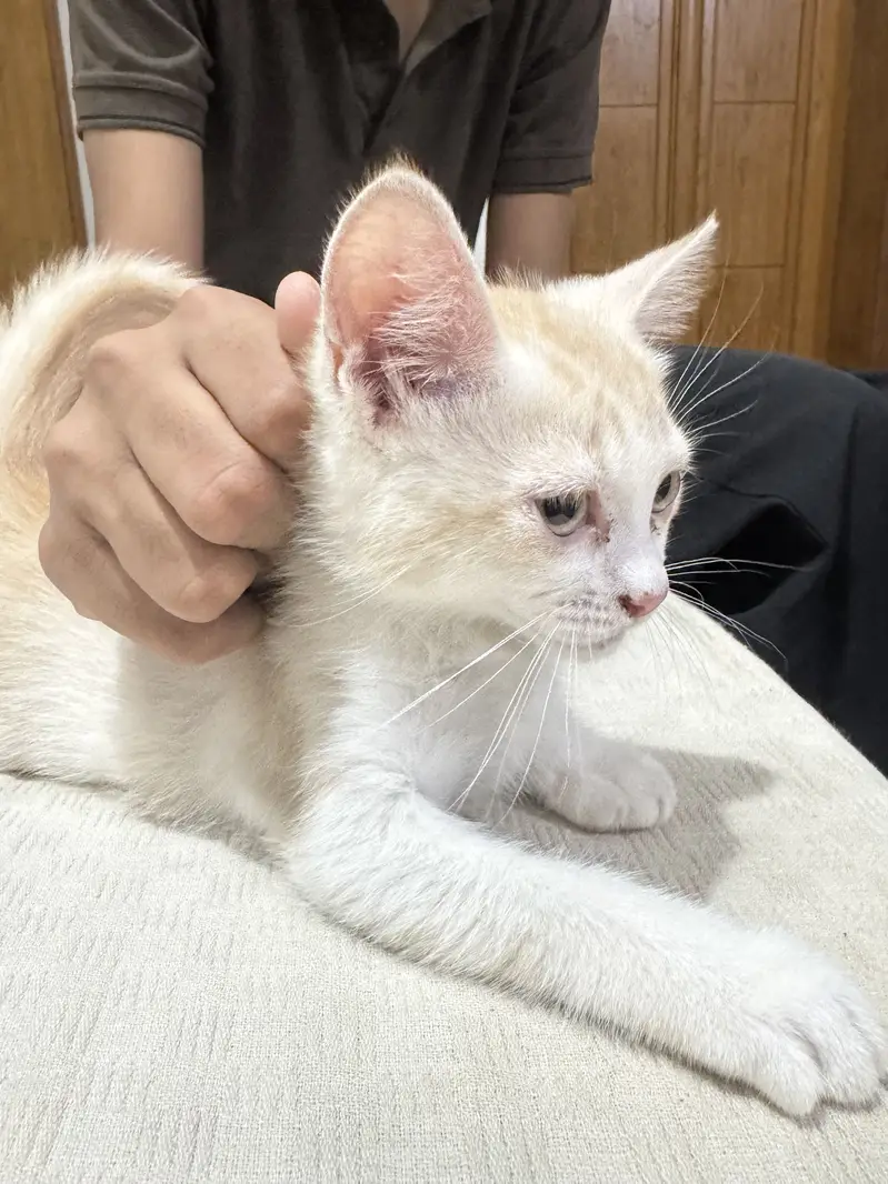 2 female cats — photo 3