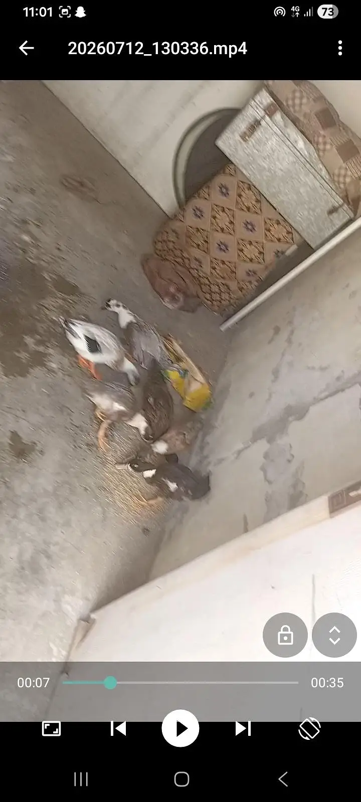 Tater irani — photo 6