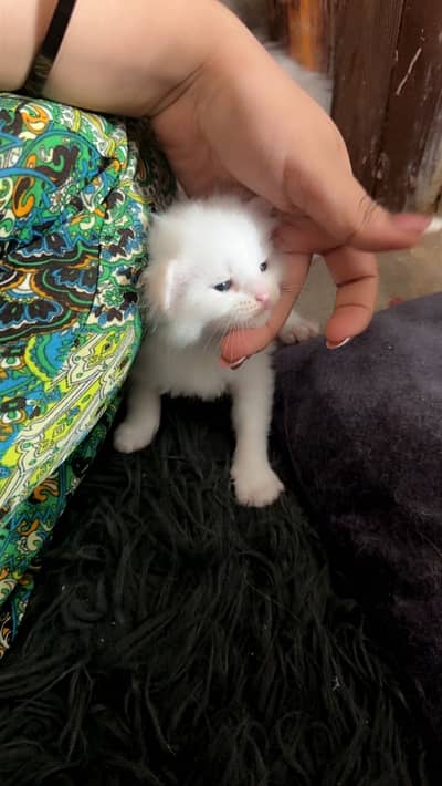 British persian doll face  kittens