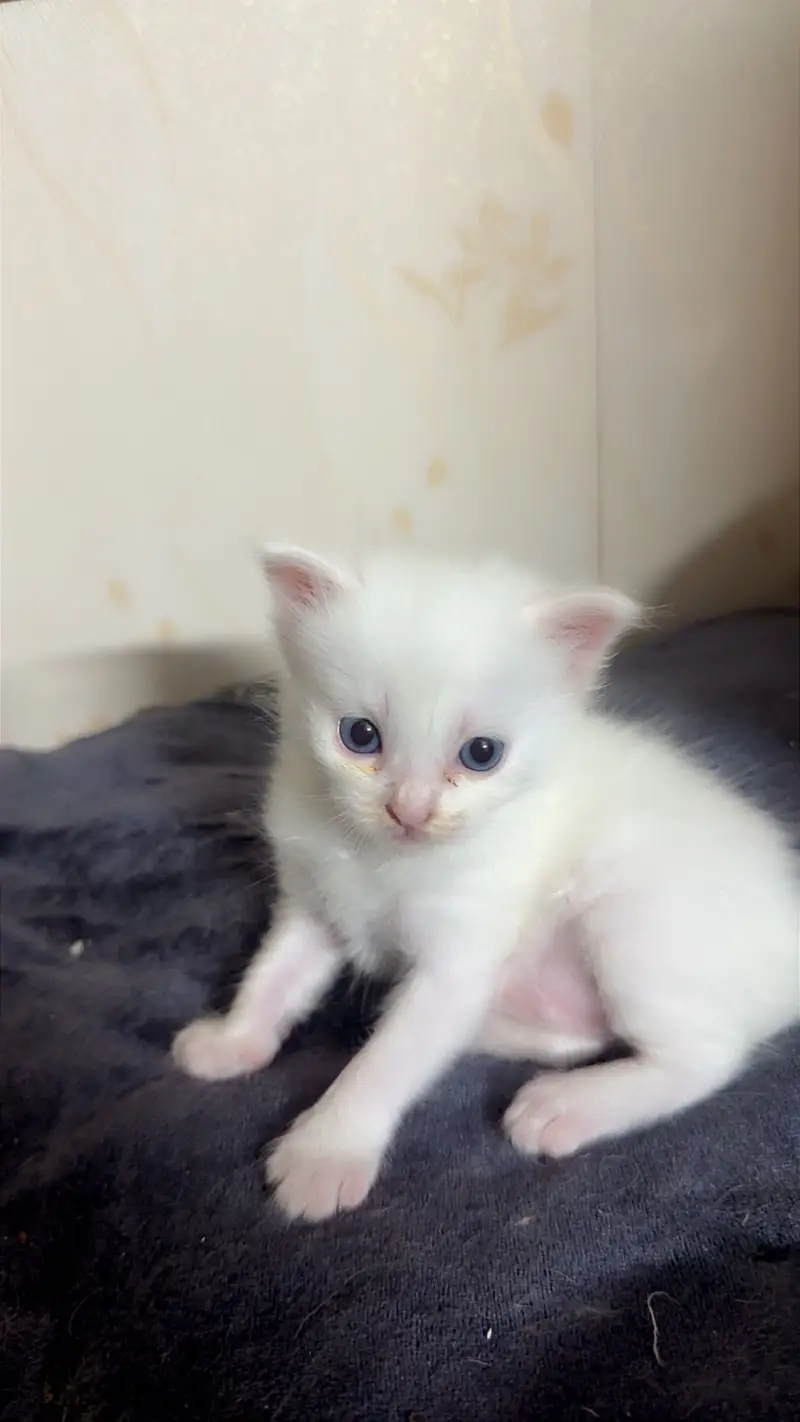 British persian doll face  kittens — photo 2