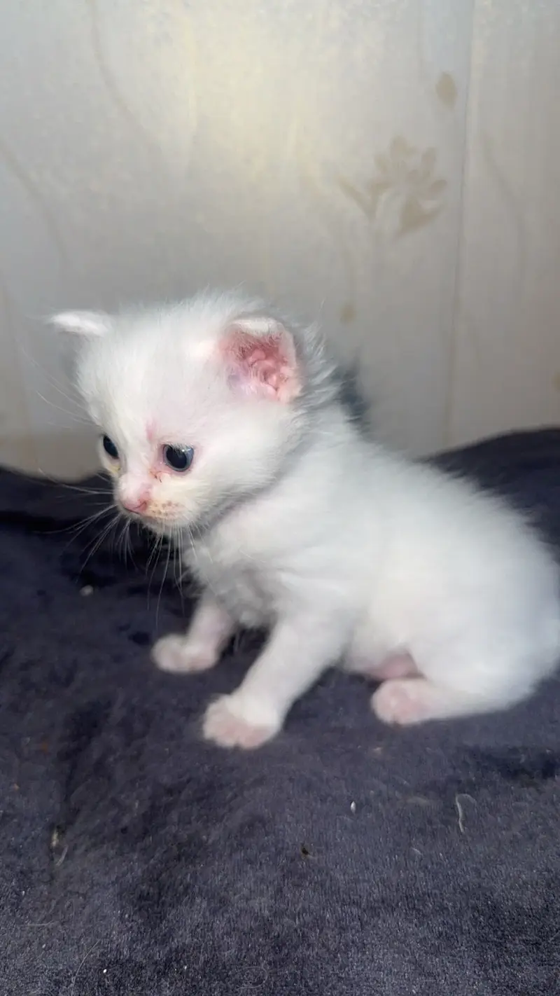 British persian doll face  kittens — photo 3