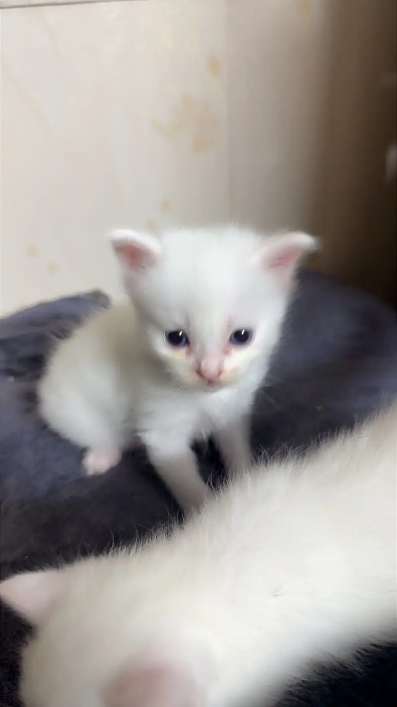 British persian doll face  kittens — photo 4