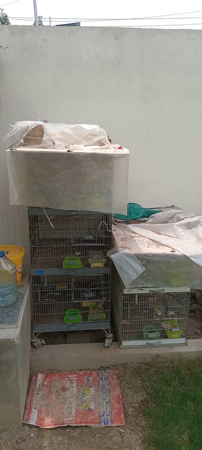Iron Birds cage 5 portions