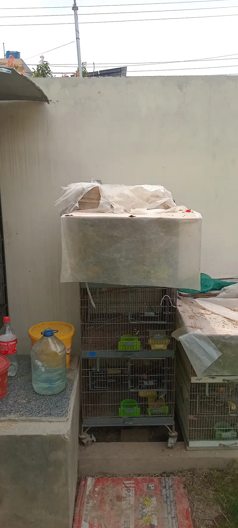Iron Birds cage 5 portions — photo 2