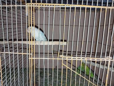 salam lovebirds available pair lage we he