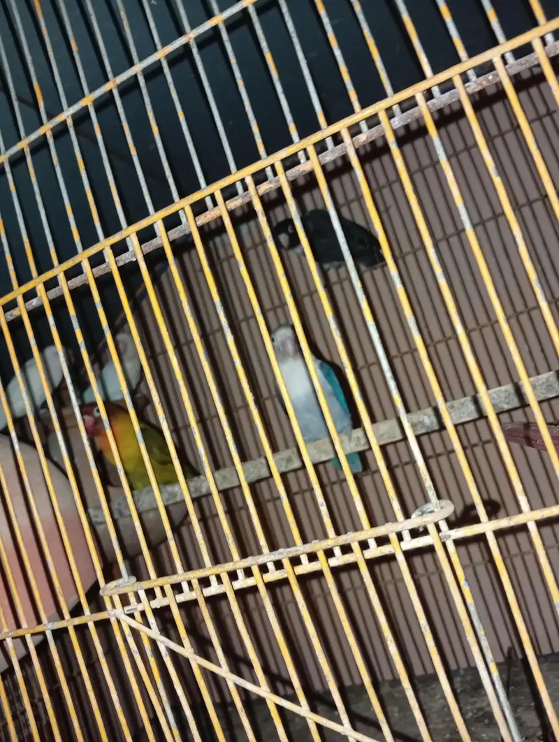 salam lovebirds available pair lage we he — photo 2