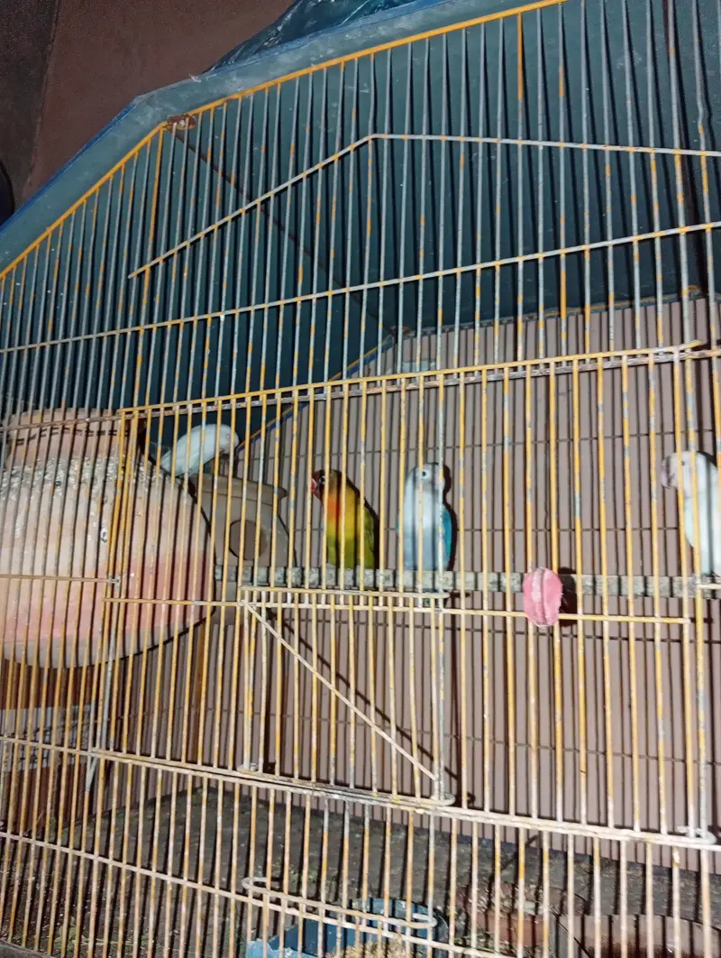 salam lovebirds available pair lage we he — photo 3