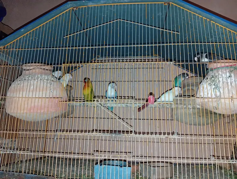 salam lovebirds available pair lage we he — photo 4