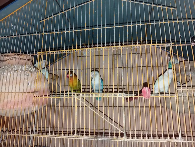 salam lovebirds available pair lage we he — photo 5