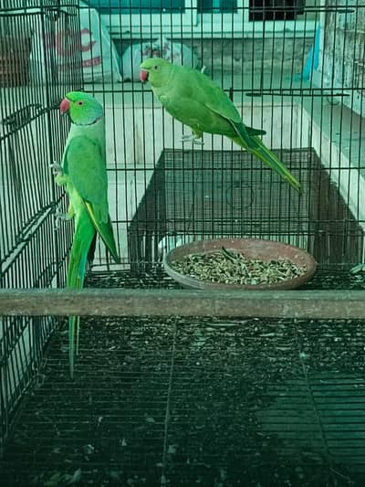 green parrots /0332/15595/20/ chaske wale dour rhe plz