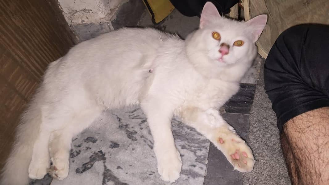 Persion cat Sell 0