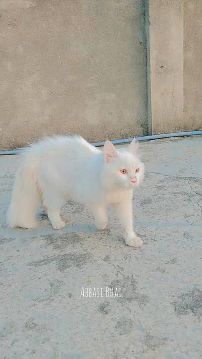 Persion cat Sell
