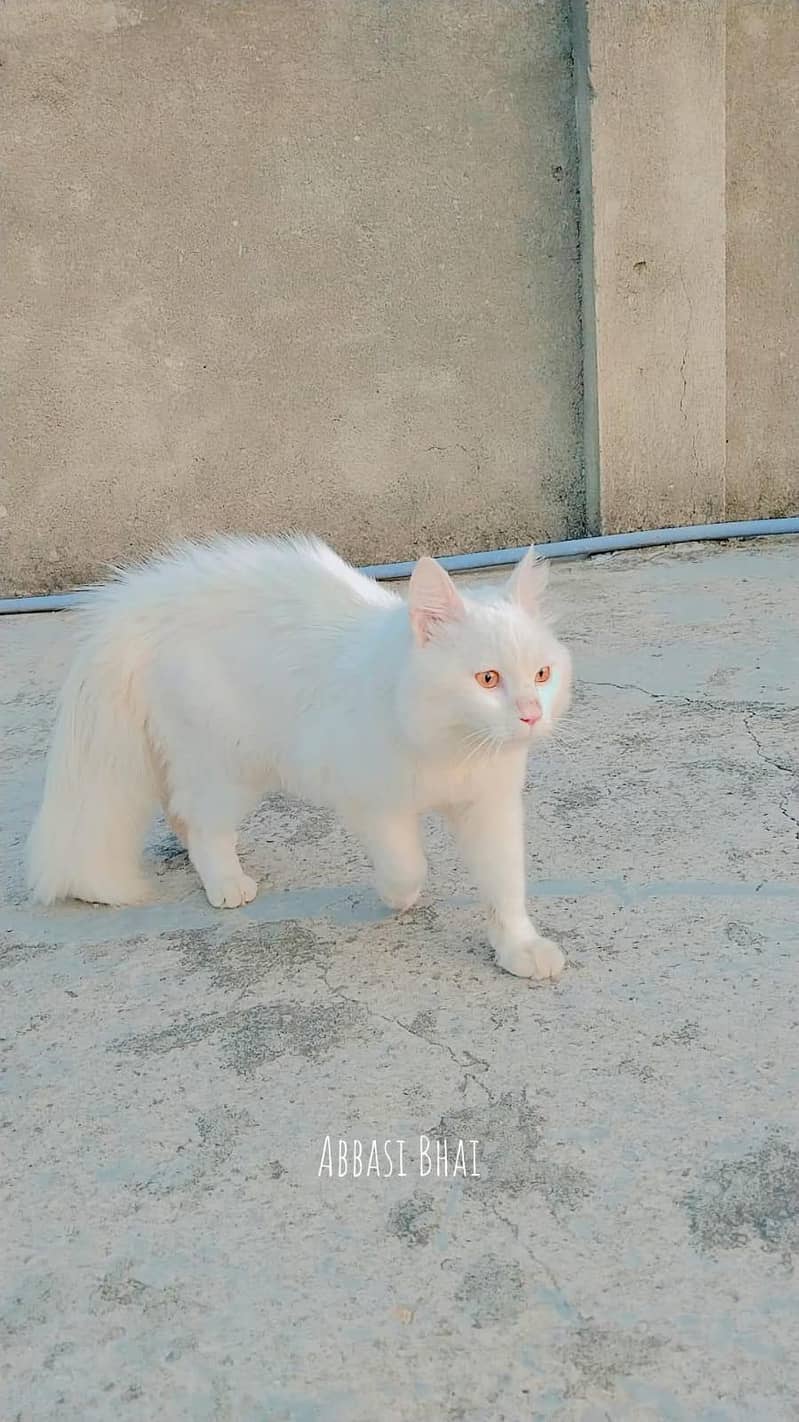 Persion cat Sell 1