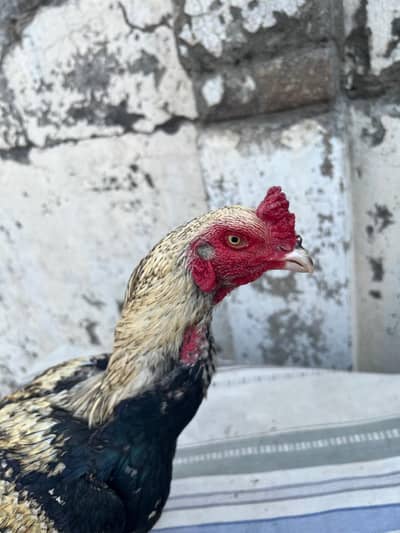 jawa aseel quality breeder